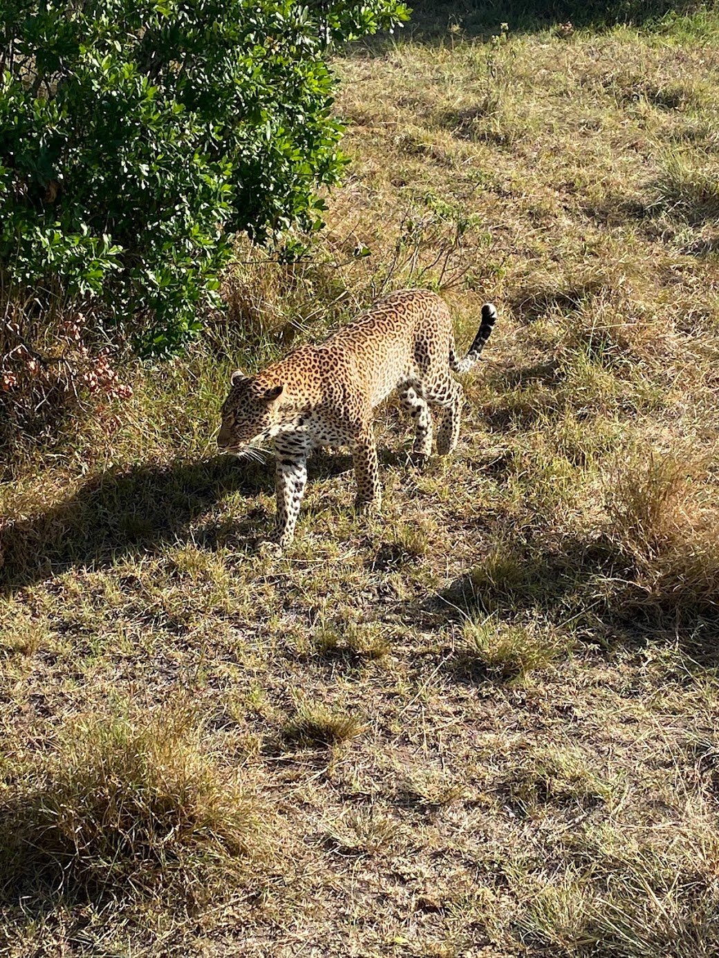 Leopard.jpeg