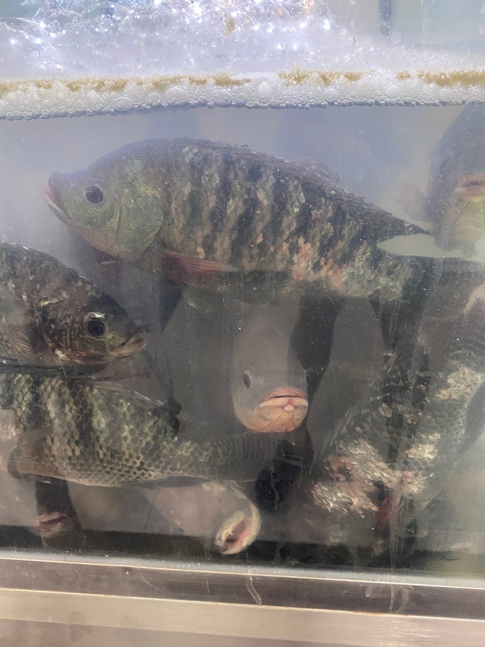 fish in market.jpeg