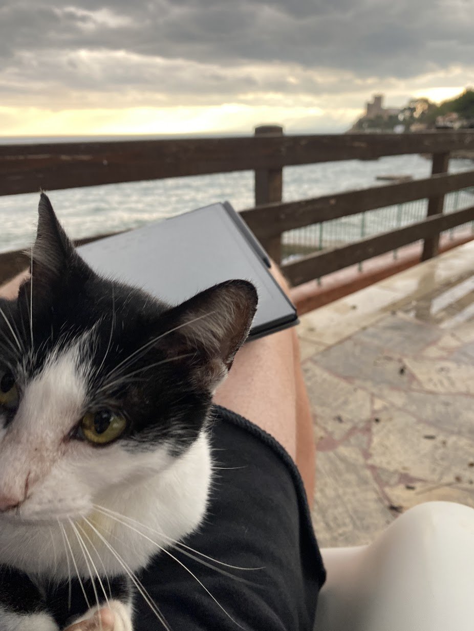 stray cat.jpeg