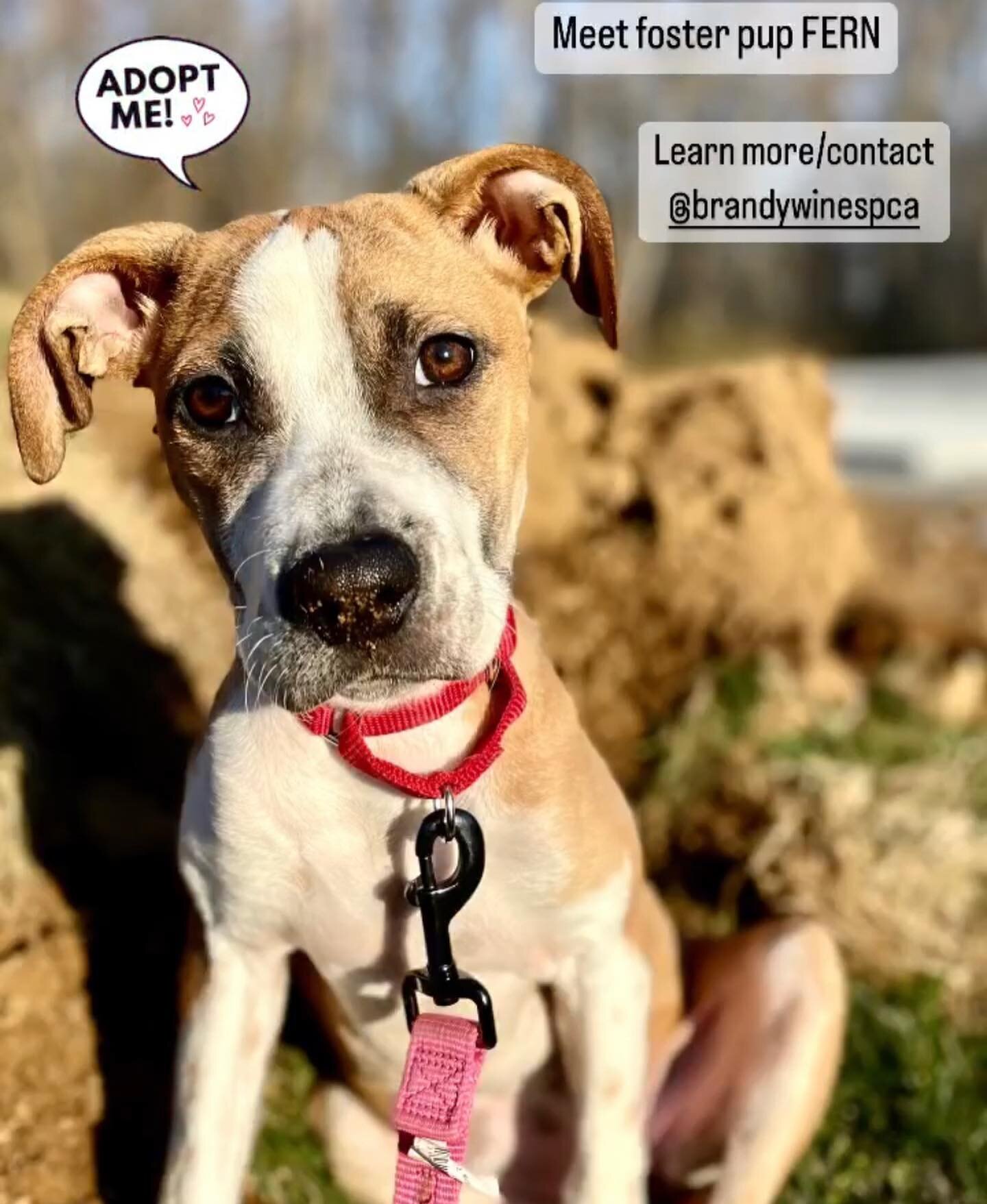 🐾 Ya&rsquo;ll, meet our short-term foster pup, Fern.

🐾 Don&rsquo;t walk, RUN to West Chester, Pa and setup a meet n&rsquo; greet with @brandywinespca 

🐾 I&rsquo;ll post more on this sweet, lil&rsquo; 5 mo old bundle of silliness, loyalty, and pe