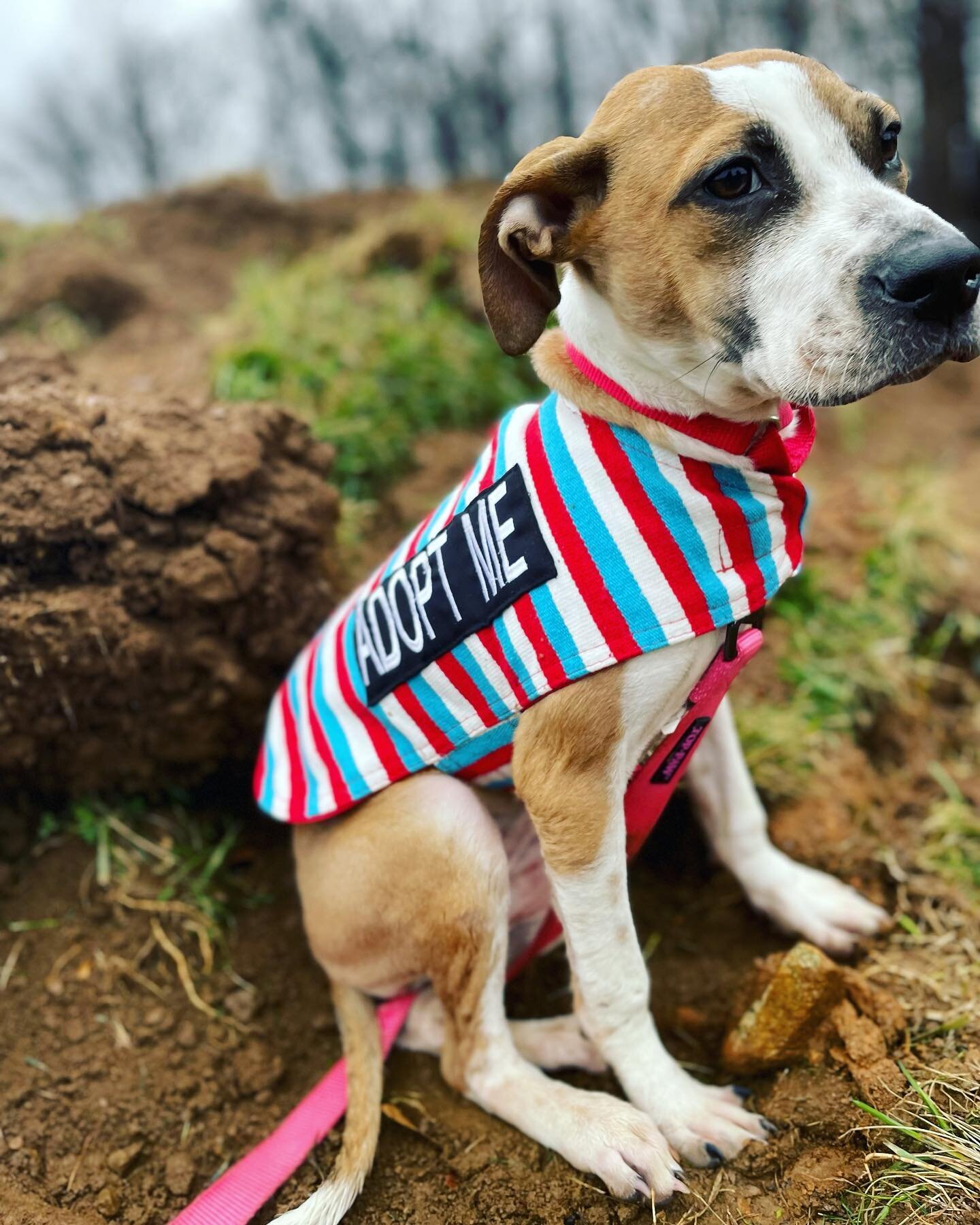 🇲🇽 Our good friends at @xolosarapes added HALFWAY HOME sarapes with their ADOPT ME slogan sarapes.

🇲🇽 Our foster Fern looks great in the size small!

🇲🇽She stayed warm &amp; dry in her sarape on this rainy, chilly morning.

🇲🇽Code: erinmurph
