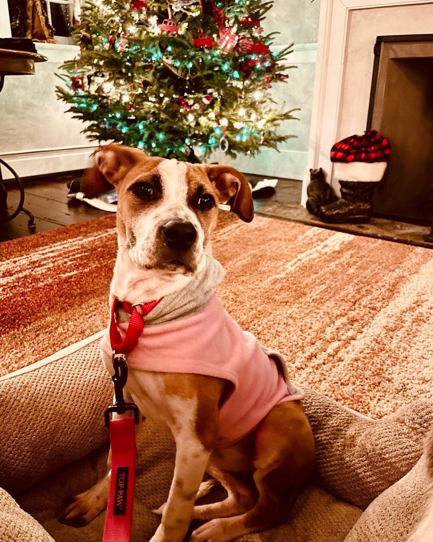 🐾 Short-term &lsquo;foster&rsquo; works well for our traveling household. But we are bummed our time with foster pup, Fern, is so short.

🐾 If interested in having a loyal pup, to call yours, contact Brandywine Valley SPCA @brandywinespca for a mee