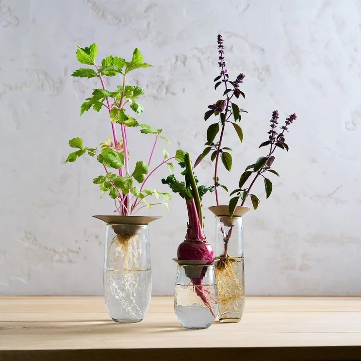 The Collective Floral Propagate Glass w/Metal Top