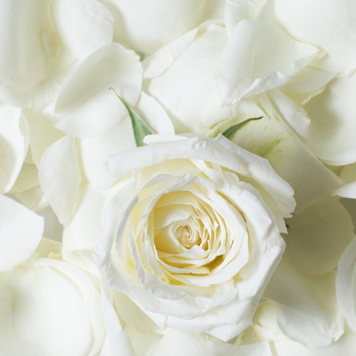 white flower petals