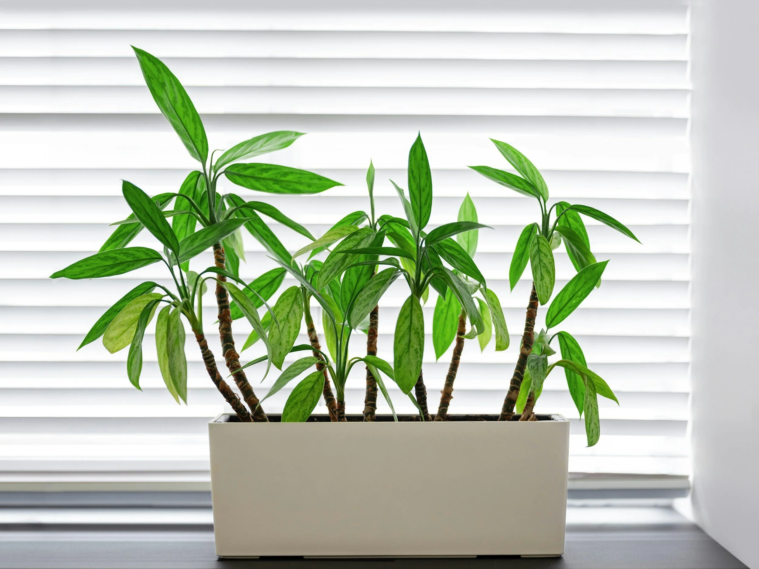 Green potted plant with long leaves sitting on a windowsill with white blinds in the background.