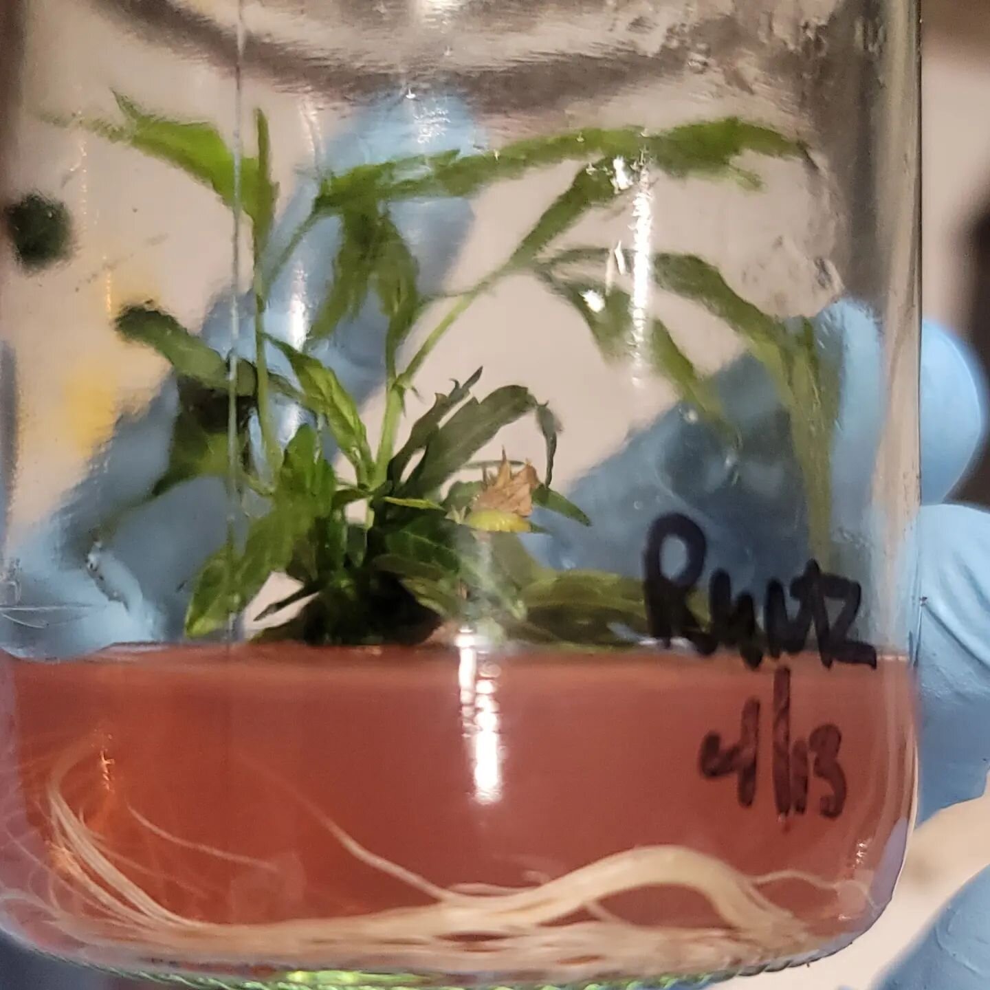 Rooting runtz ready for deflasking.

#canna 
#tissuecultureclones 
#tissueculture