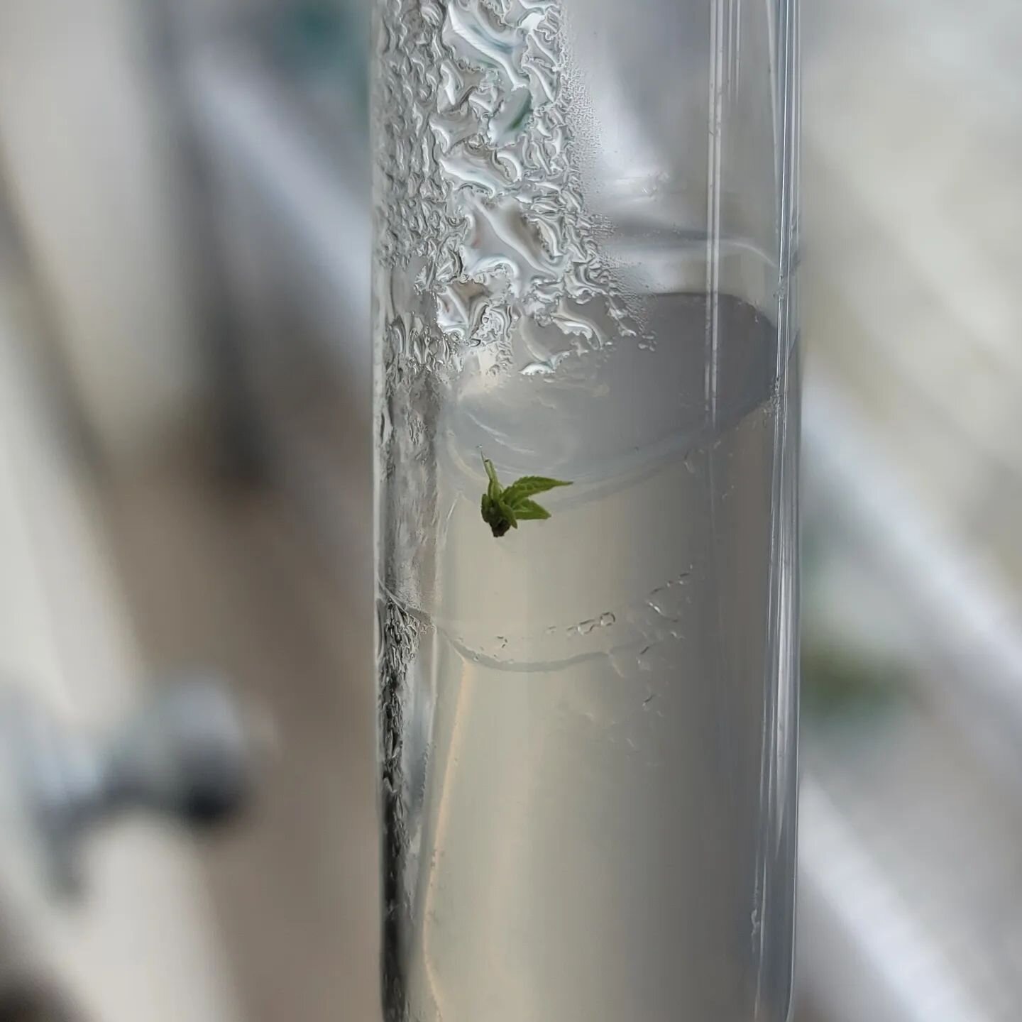 Wedding crasher meristem that jumped off the ledge.  2+ months and time to put her in a new home.  It take forever but the kids finally do grow up. 

#tissueculture
#tissuecultureplants
#cannabisresearch 
#tissueculture
#sacramentocannabis