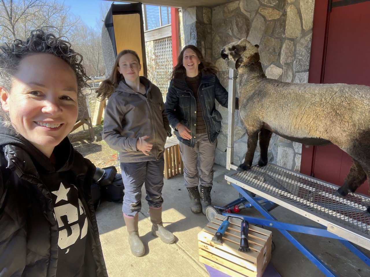 Toolkit - Heritage Sheep