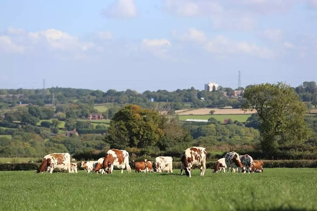 The sight of our cows in the feild....this it what its all about 

#farming #loveyourjob #livingthedream