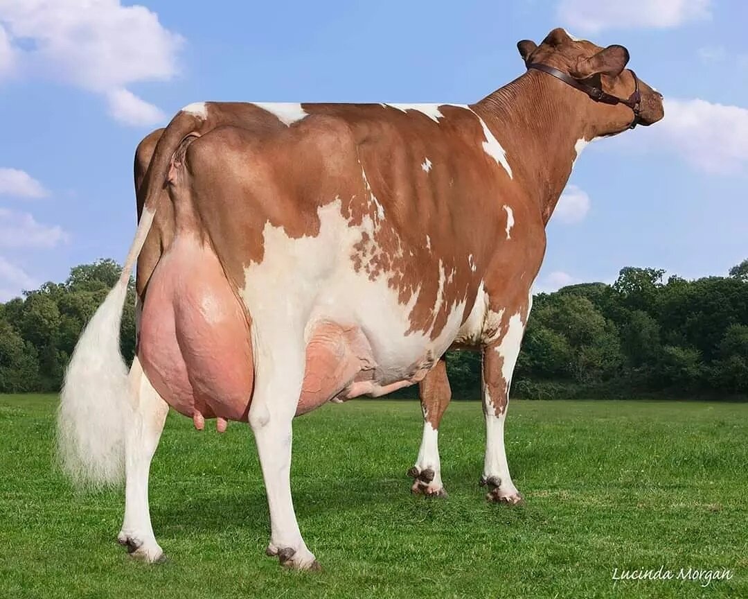 Hunnington Fragy 12 is the highest classified Aryshire cow in the world and her genetics are used globaly. 

This family of cows has been developed by the Window family for 50 years. 

We are so proud of evething she has been able to achive. 
Come dr