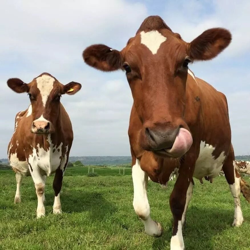 Hi guys, we are now on instagram!!! This profile will be a place where you can follow our farms jorney. 

Come visit our third generation award winning dairy farm, home to our world famous pedegree herd of Ayrshire cattle. Our farm shop specialises i