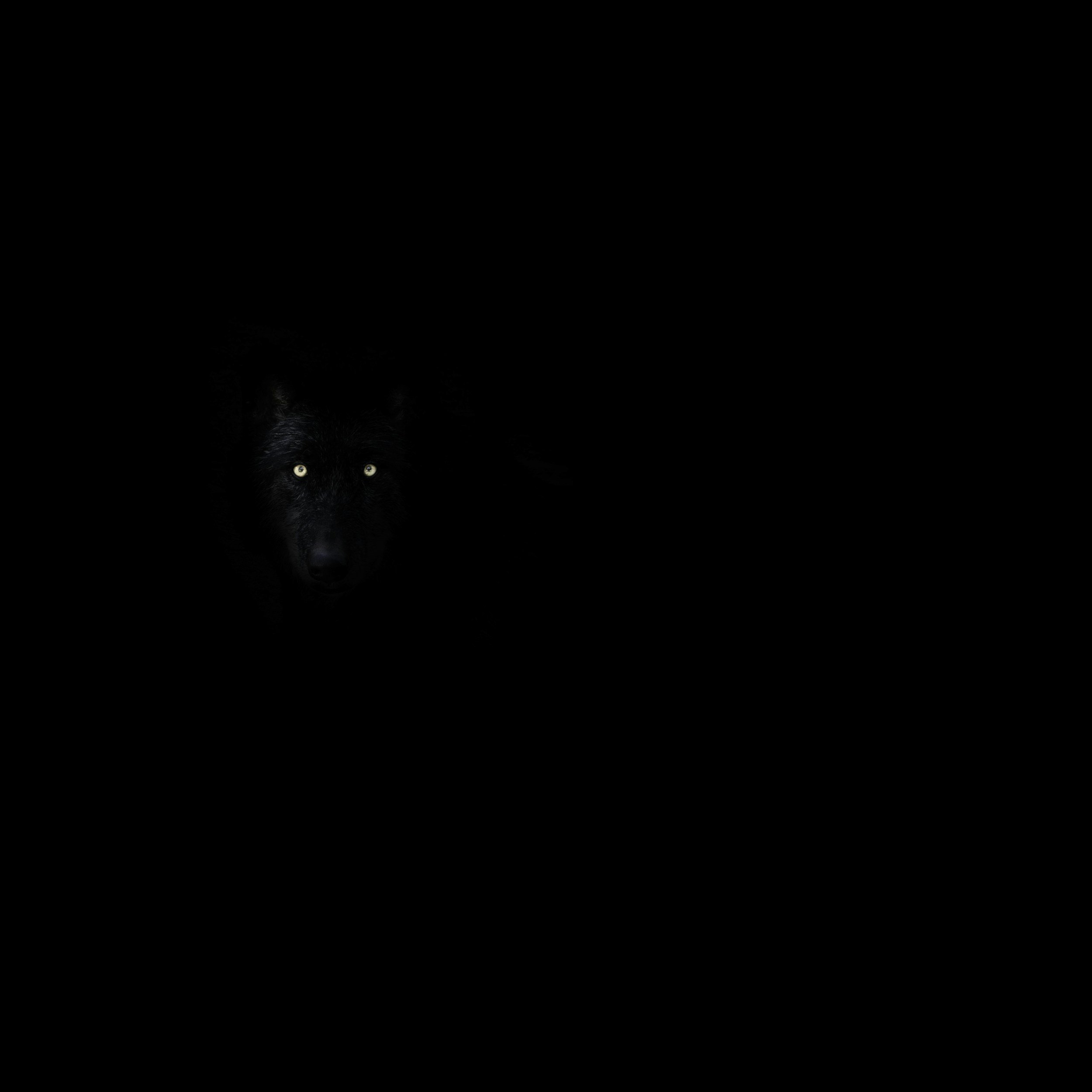 Lurking in the Dark - Script