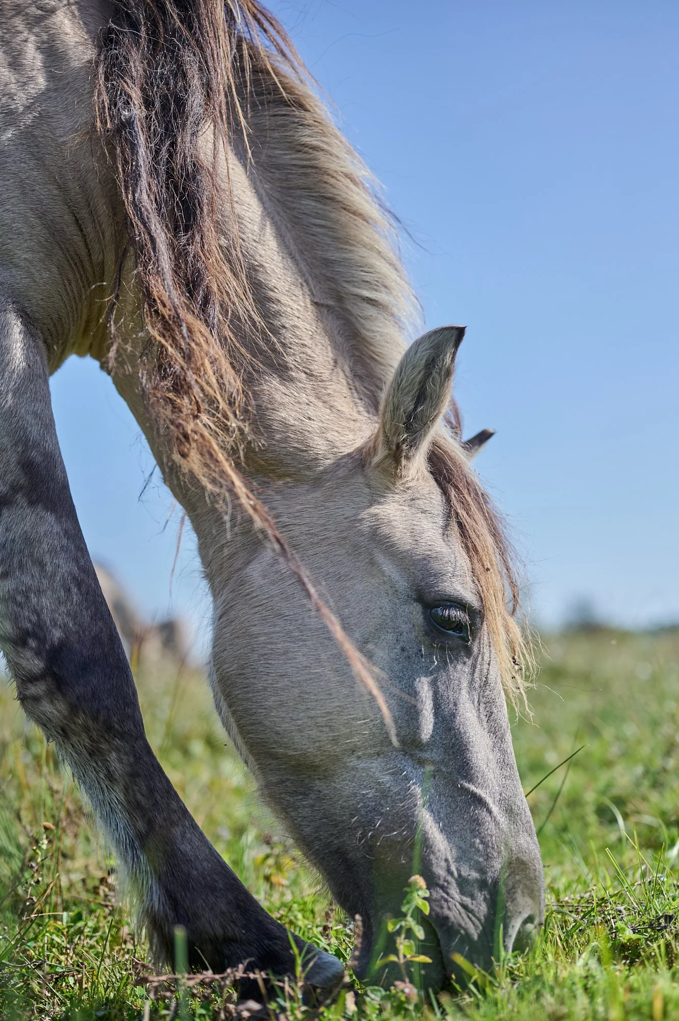 A close-up of a gray horse grazing on green grass with a clear blue sky in the background.