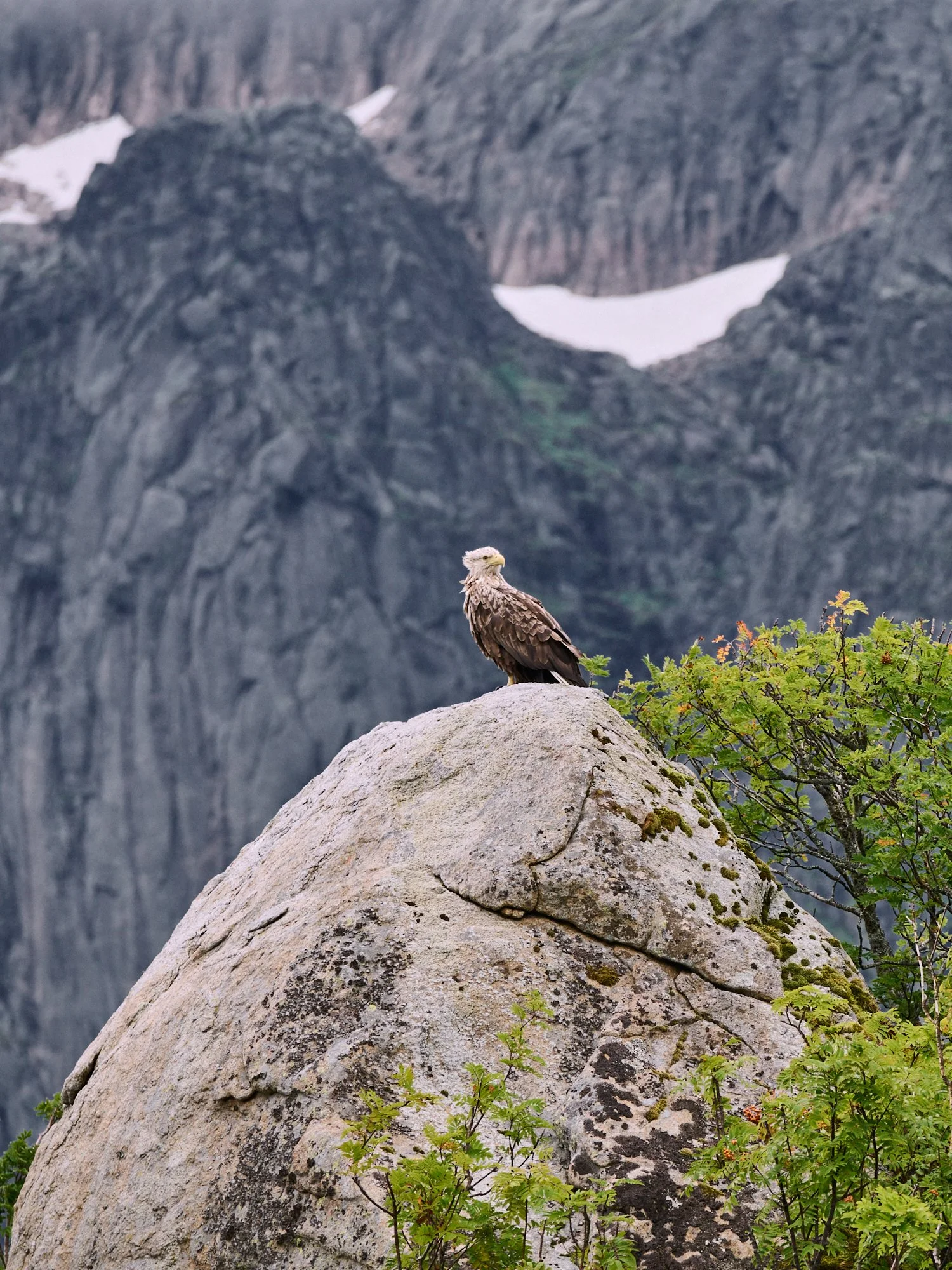 A bird of prey, possibly an eagle, perched on a large rock with mountains and snow patches in the background.