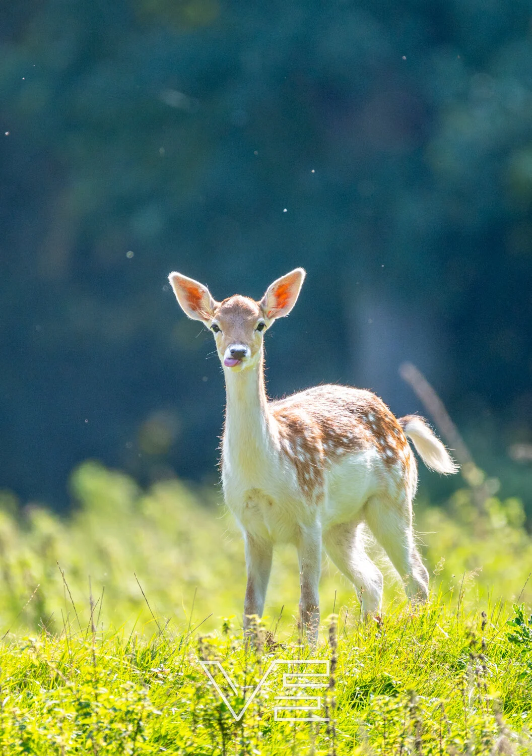 A young deer standing in a grassy field with a dark blurred background.