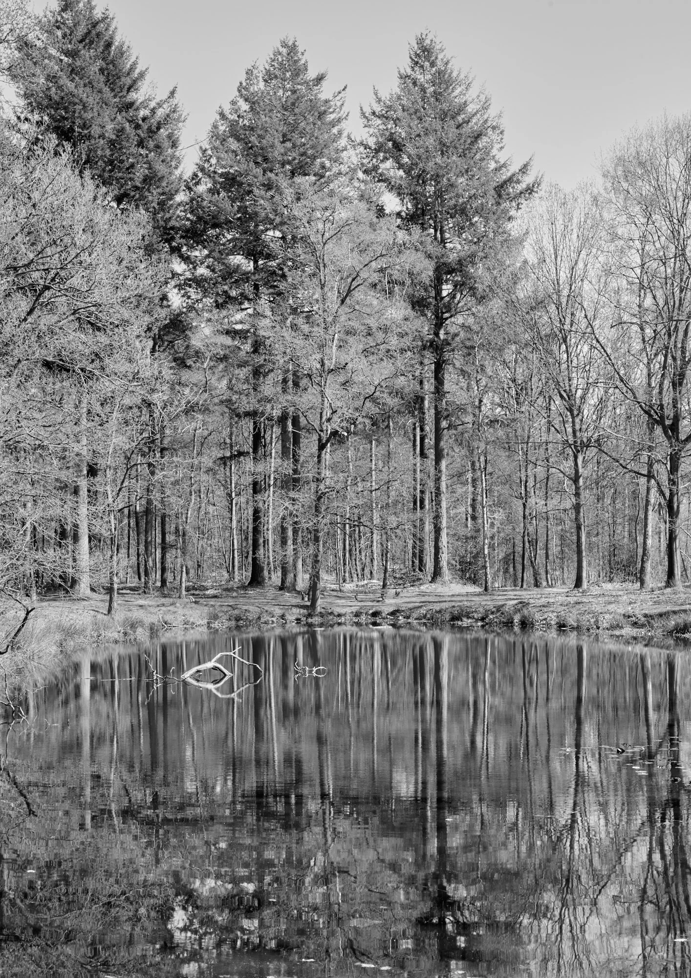 Black and white photograph of a pond surrounded by tall, leafless and snow-covered trees, with their reflections visible in the water.