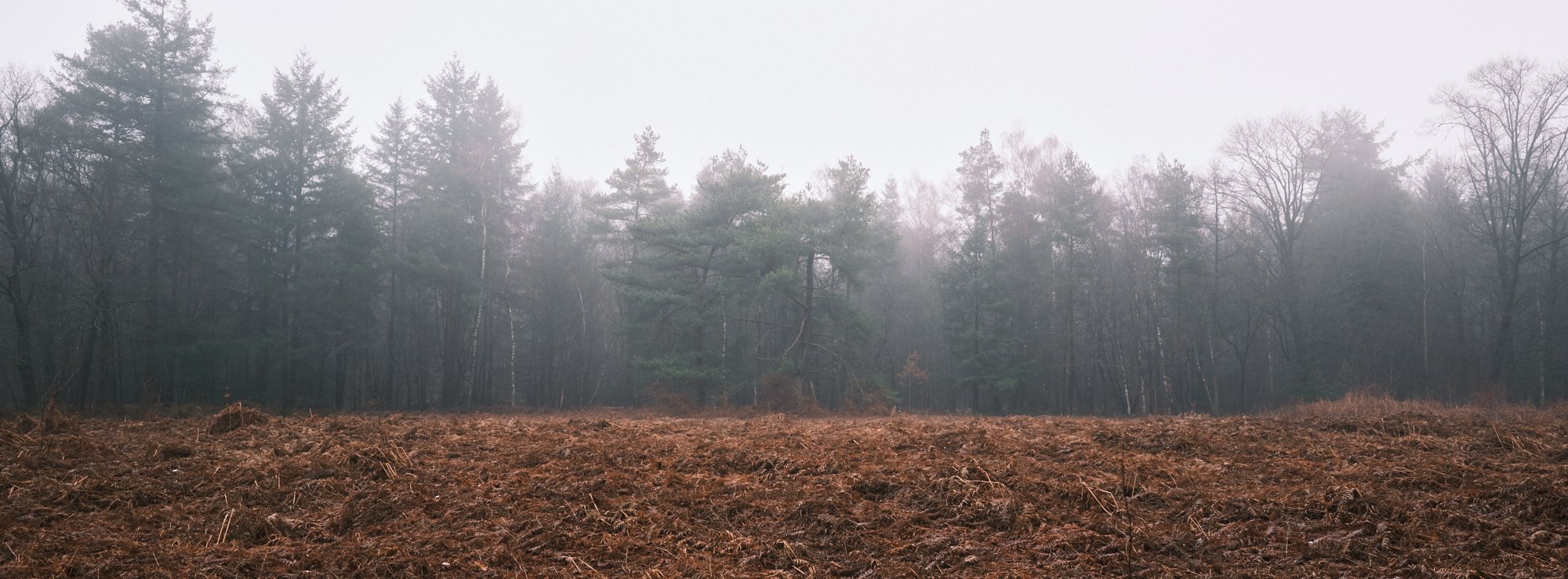 A foggy forest scene with tall trees in the background and freshly tilled soil in the foreground.
