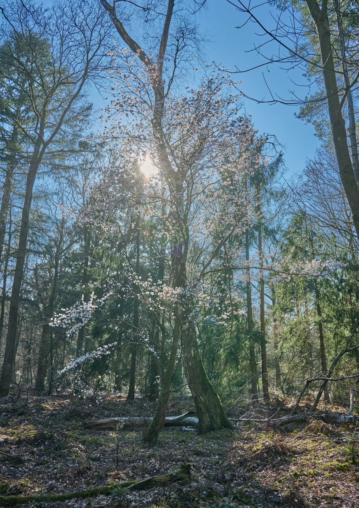 Sunlight filtering through a blooming tree in a forest on a clear, sunny day.
