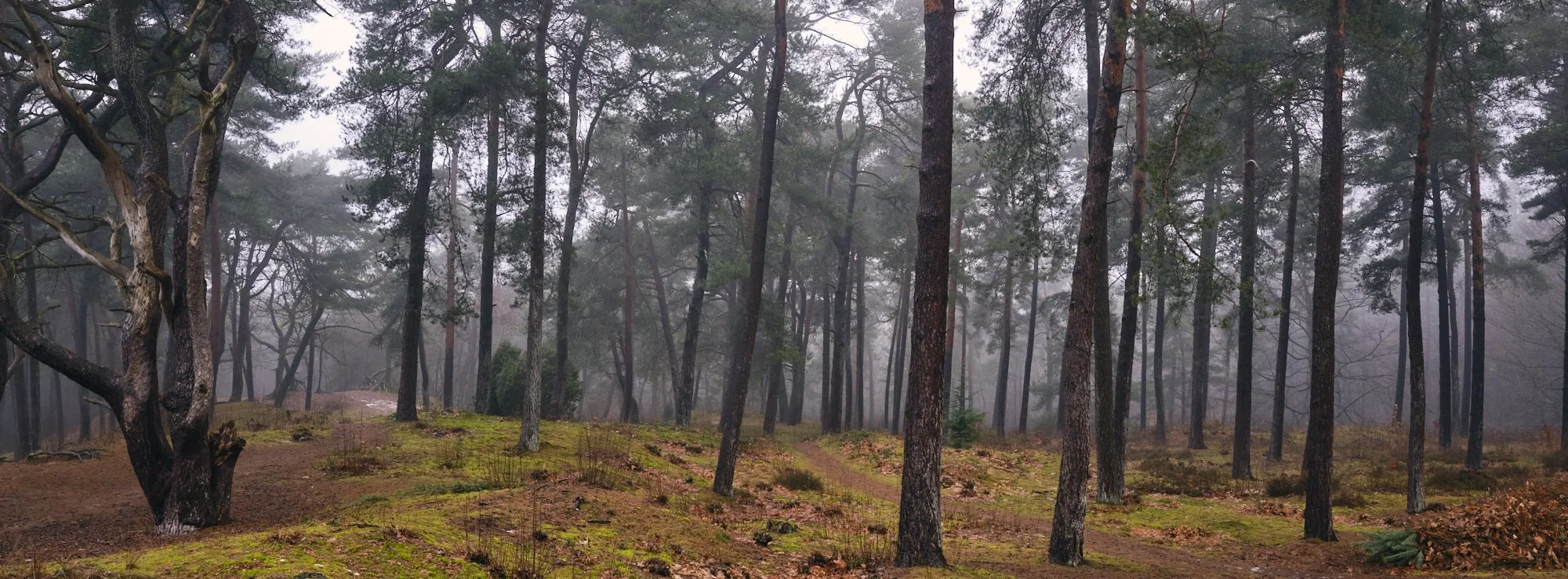 A foggy forest scene with tall pine trees, moss-covered ground, and a narrow dirt trail winding through the woods.