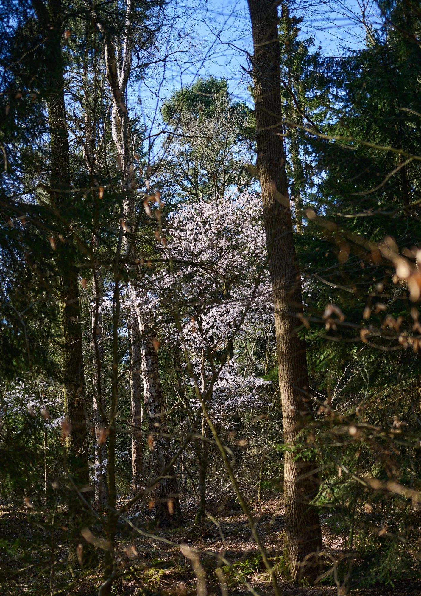 A view of a wooded forest with tall trees, some with green foliage, and others with blossoms, under a clear blue sky.