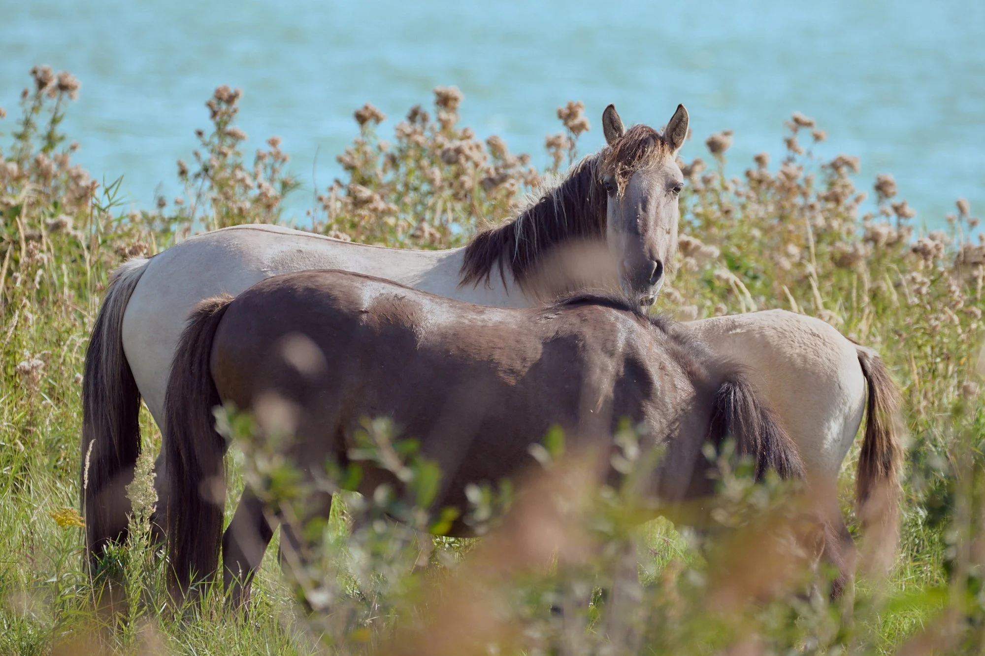 Three horses standing in a field near water with wildflowers.