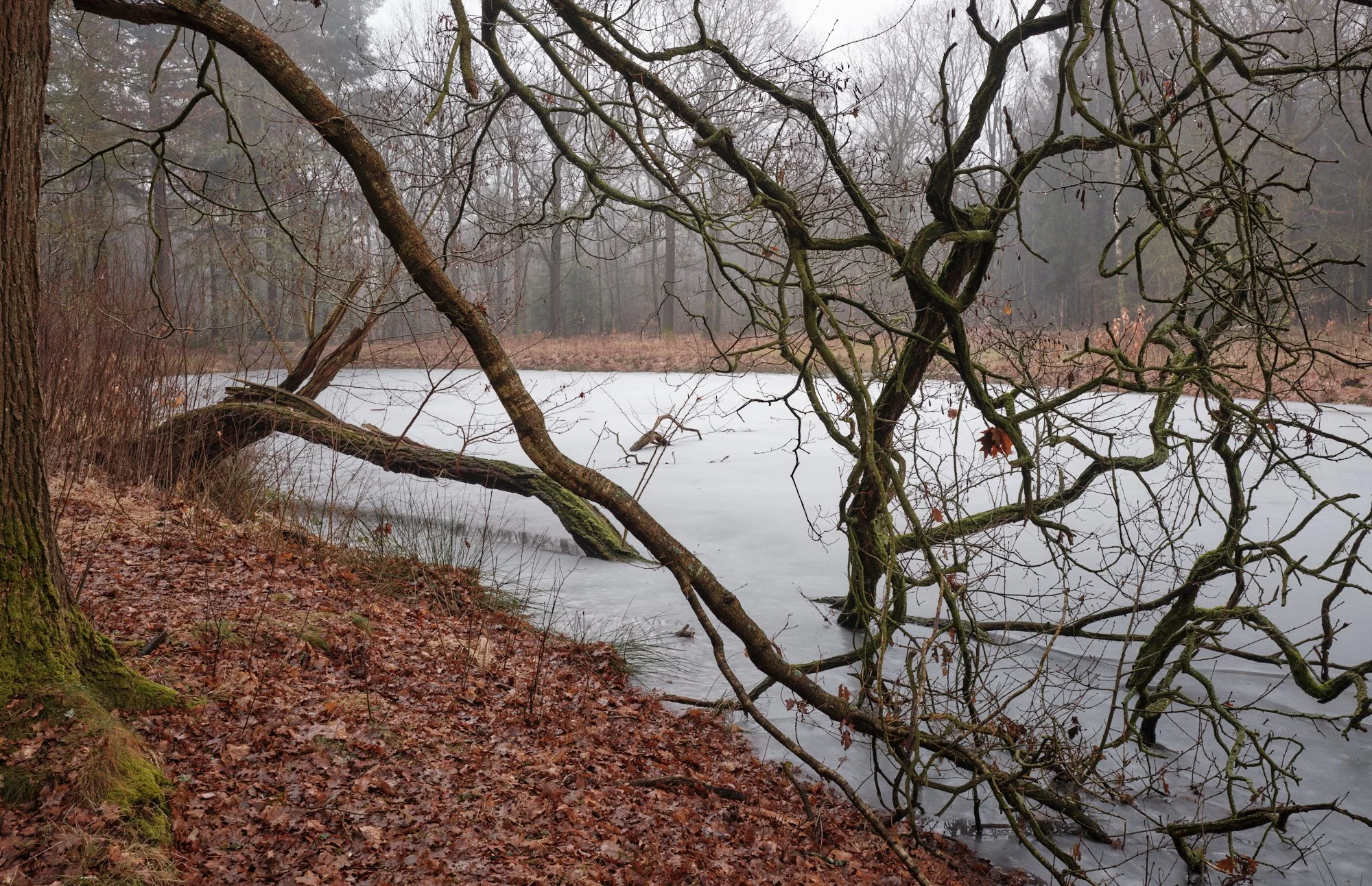 A cold, foggy scene of a bare tree leaning over a frozen lake, with a leafless bush and fallen leaves on the ground, and a dense forest in the background.