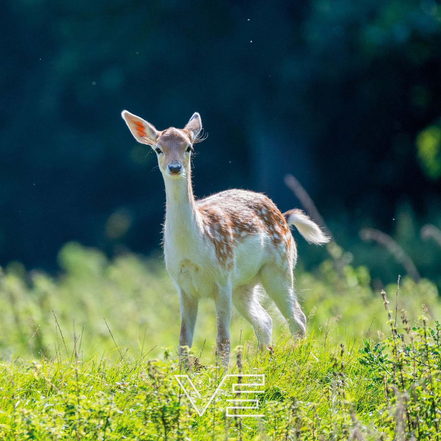 Young deer standing in grassy field with dark forest background