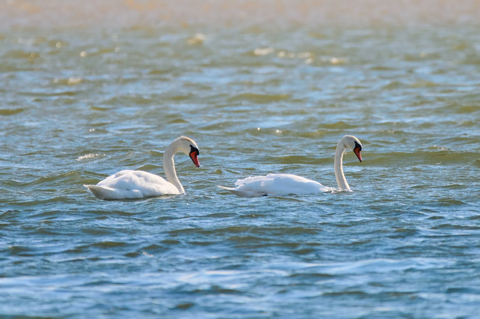 Two white swans swimming in a body of water with gentle ripples.