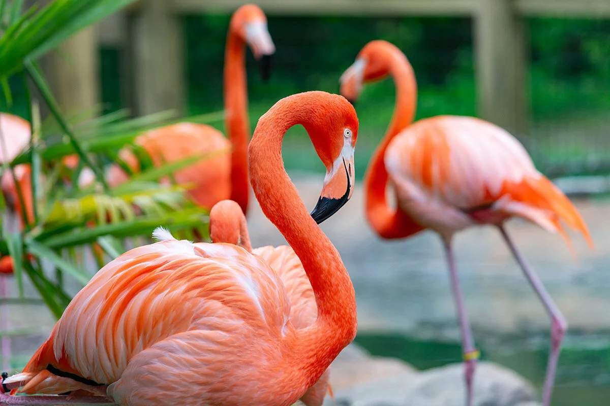 Foto: Greensboro Science Center