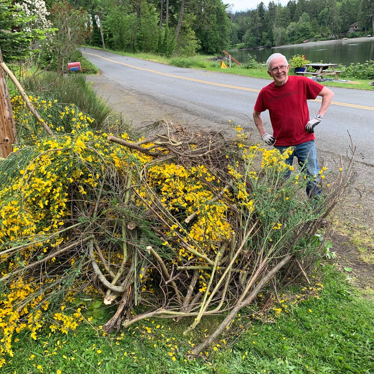 Look at these two heroes wrangling invasive scotch broom around Little Manzanita Bay.

This is the best time to cut it down before it goes to seed. 

We are fighting to preserve the tranquility of the bay and prevent the building of deep water docks 