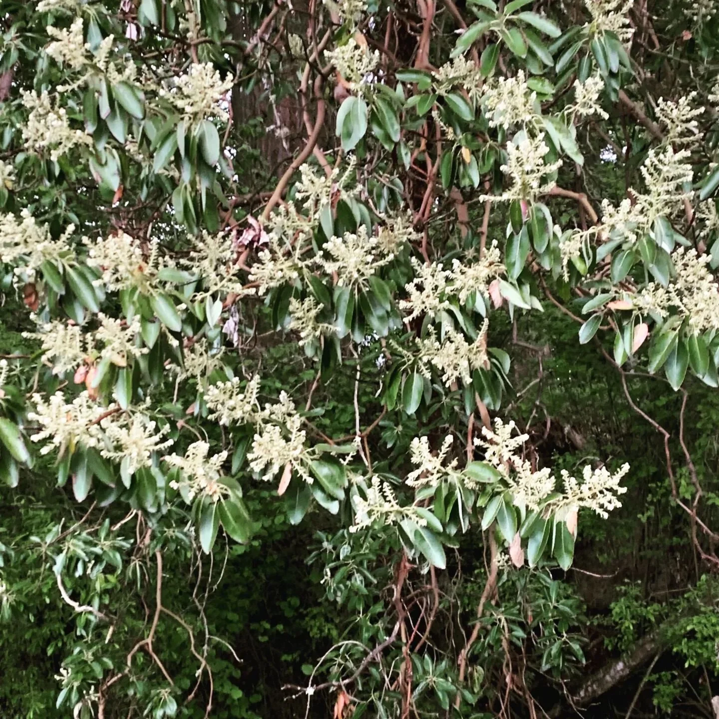Pacific Madrone, (Arbutus menziesii) in flower along Little Manzanita Bay. 💮We are fighting to preserve the tranquility of the bay and prevent the building of deep water docks that will likely cause irreversible harm to its delicate ecosystems. Join