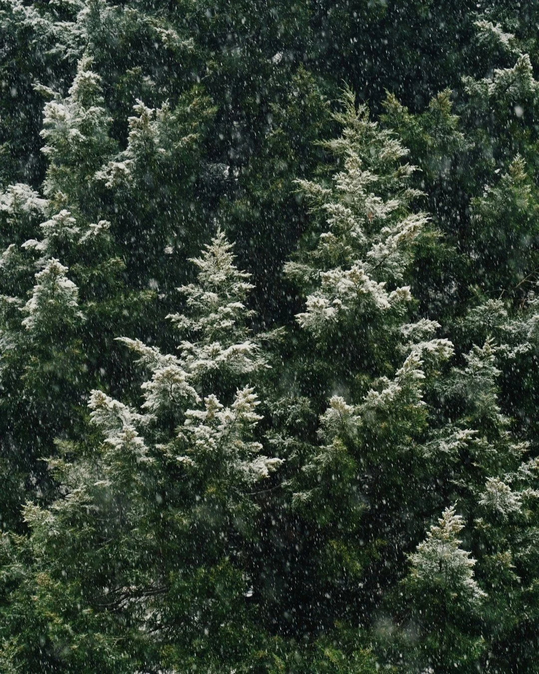 It's officially November, winter is coming and we're actually not mad about it because West 4th has the best stores to keep us warm and ready to hit the slopes this season! 🎿 Here's where to go:

@comorgoplayoutside
@pacificboarder
@surefootskiing
@