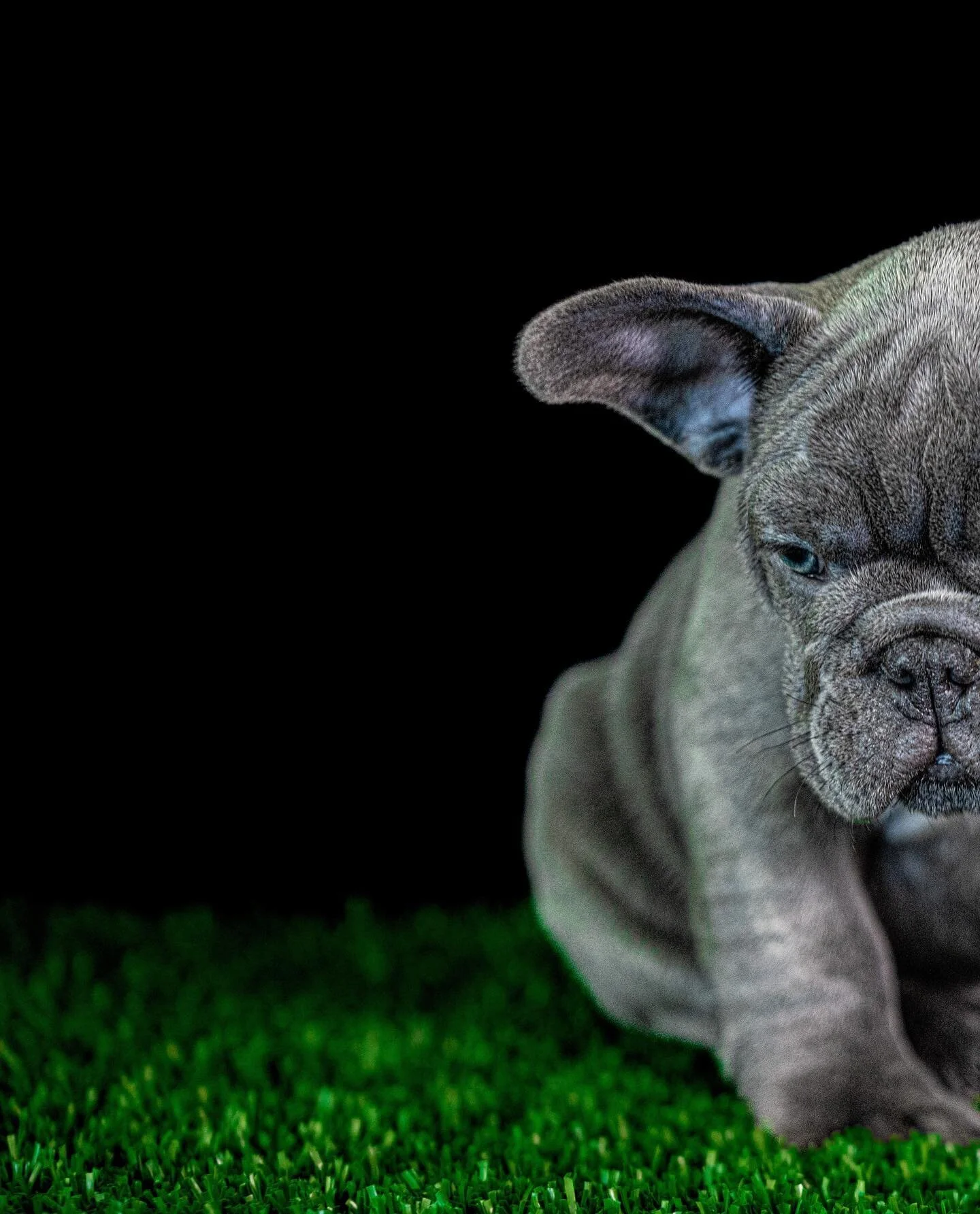 💖 #LBpinky 💖 X 🦍 #XBMuggsy 🦍

🏆 Ped full of hitters 🏆

📲 Contact for info on this future stud 📲

👇🏼👇🏼👇🏼👇🏼👇🏼👇🏼👇🏼👇🏼 

💙🦍 LuvaBulls.us 🦍💙

👆🏼👆🏼👆🏼👆🏼👆🏼👆🏼👆🏼👆🏼