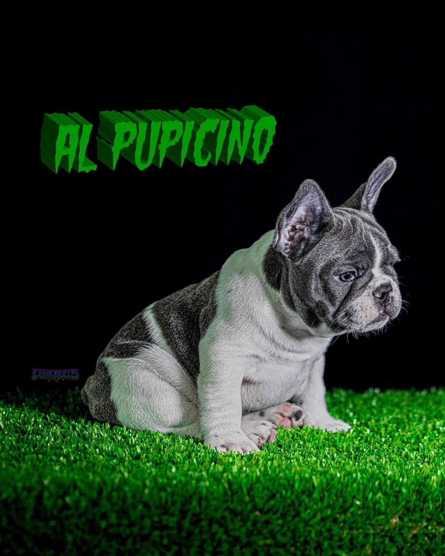 💼🕴&ldquo;It&rsquo;s not personal, Sonny. It&rsquo;s strictly business.&rdquo; 🕴💼

🐶☕️ -Al Pupicino 🐶☕️

💖 #LBpinky 💖 X 🦍 #XBMuggsy 🦍

🦍10 x XB 🦍, 🌱Seuss 🌱, 🧩Grinchie 🧩

🍫Cocoa 🍫 and tan 👙carrier👙

📲 Contact for 🏡 info on 🦍

👇?