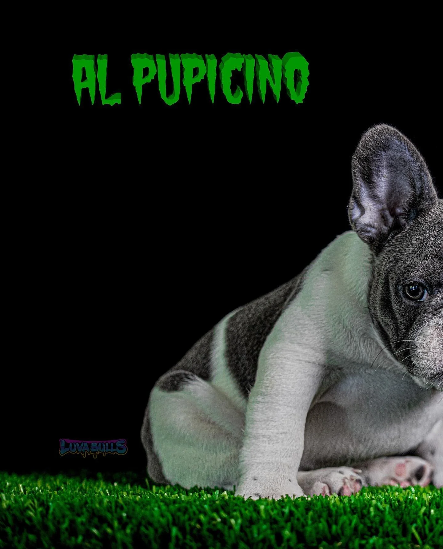 💰&ldquo;Quality is for the rich&rdquo; 💰

🕴-Al Pupicino (Aldo Gucci) 🕴

💯Qualtity &gt; Everything 💯

💗#LBPinky 💗 x 🦍 #XBMuggsy 🦍

➡️ Dam ➡️ 💗🦍lBPinky🦍💗

🌱 Seuss Seed 🌱

✅ Certified Grinch ✅

🇭🇺 2x Lamorena del Gustav 🇭🇺

🦍 5x XB 