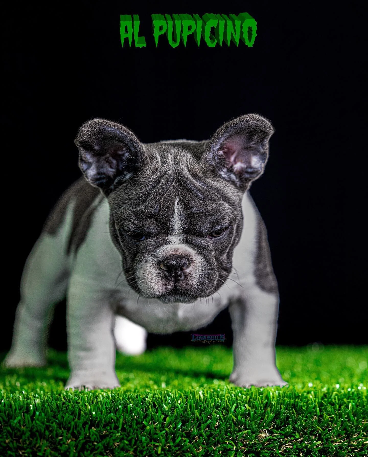 😡&ldquo;Okay. Say hello to my little friend!&rdquo;😡

🇨🇺- Tony Montana 🇨🇺

🦍 10 x XB 🦍

🇭🇺 2 x Guatav 🇭🇺

🌱 Seuss Seed 🌱

🧪 Grinchie 🧪

🧸 Teddy 🧸

🍫 Cocoa carrier 🍫

👙 Tan carrier 👙

👈🏼 Swipe left 👈🏼

📲 Contact for info on 