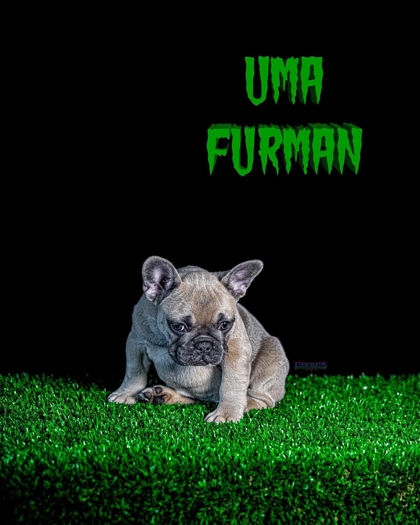 👀 &ldquo;Trying to forget something as intriguing as this would be an exercise in futility.&rdquo; 👀

🌕- Uma Furman 🌕
 
🤪 Crazy Ped 🤪

🦍10x XB (2x bolo, 2x cisco, megadome, mochi) 🦍

🇭🇺 2x Lamorena Gustav 🇭🇺

🌱 Seuss Seed 🌱

🧩 Grinchie