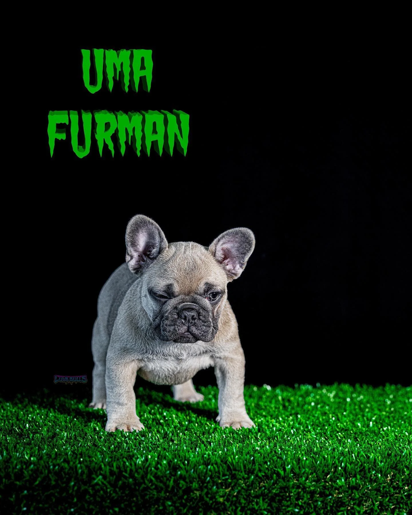 🦍 Uma got them features 🦍

🍦Vanilla gorilla version on her mom #LBPinky🍦

🪢 Real Rope 🪢 

🇺🇸 Made 🇺🇸

📲 contact for more info 📲

👇🏼👇🏼👇🏼👇🏼👇🏼👇🏼👇🏼👇🏼

💙🦍 LuvaBulls.us 🦍💙

👆🏼👆🏼👆🏼👆🏼👆🏼👆🏼👆🏼👆🏼