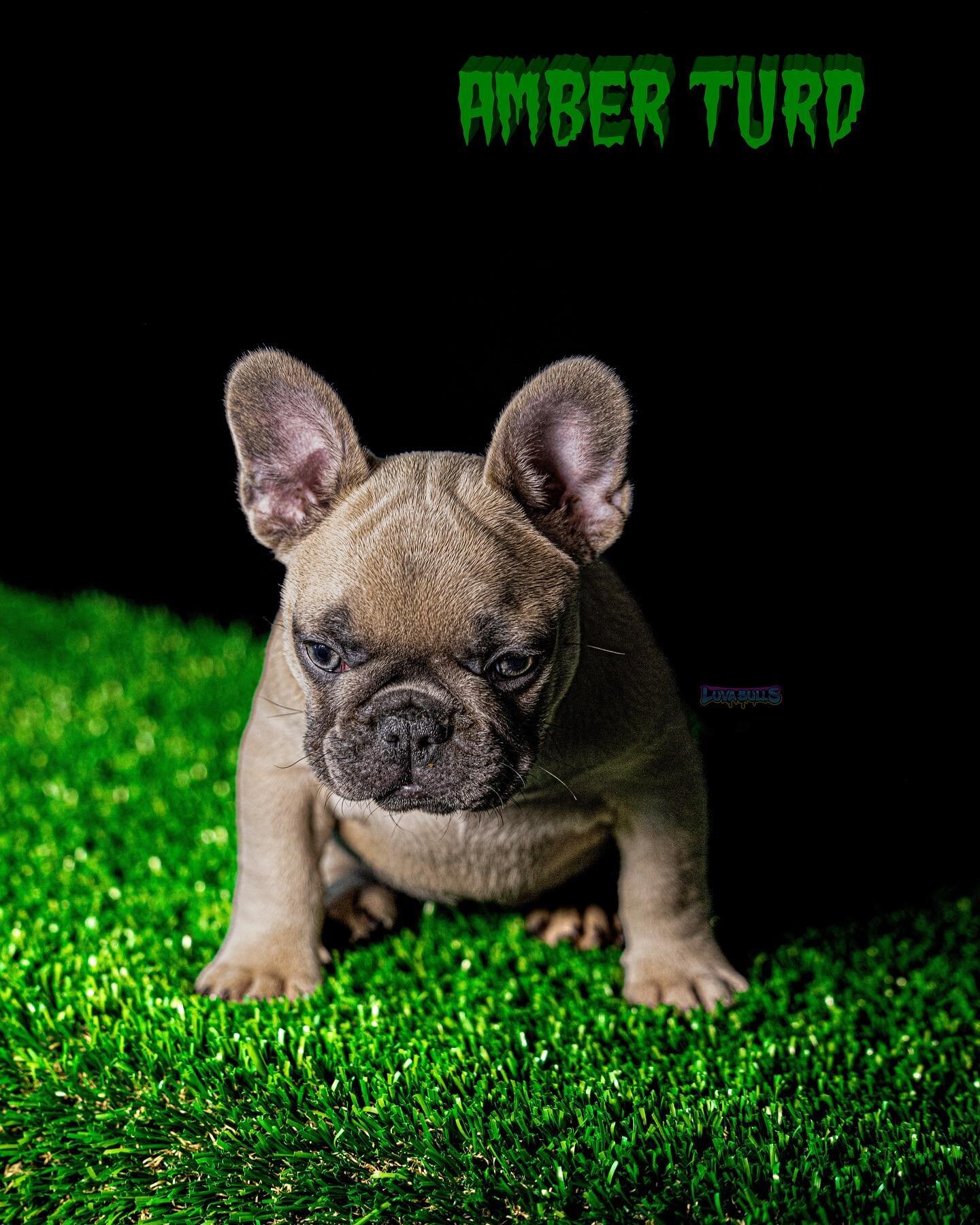 ✂️🖐🏼&ldquo;Says the lawyer, for the man, who convinced the world he had scissors for fingers..&rdquo; 🖐🏼✂️

💩 - Amber Turd 💩

🦍10 x XB 🦍

🇭🇺 2 x Gustav 🇭🇺

🌱 Seuss Seed 🌱

🧩 Grinchie 🧩

👙at carrier 👙

👇🏼👇🏼👇🏼👇🏼👇🏼👇🏼👇🏼👇?