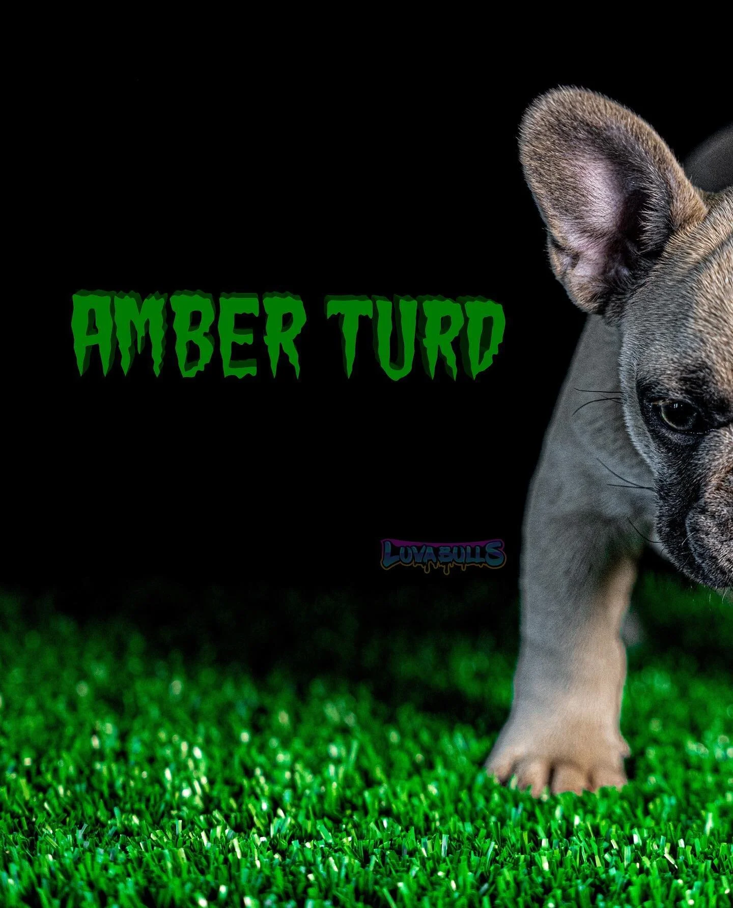 👀 She got the look in her eyes 👀

💰Future Producer 💰

🏆 Stacked up Pedigree 🏆

🦍 10 x XB ( 2 x XBBolo, 2 x XBCisco) 🦍

🇭🇺 2 x Lamorena Del Gustav 🇭🇺

🌱 Seuss seed 🌱

🧩 Grinchie 🧩

👇🏼👇🏼👇🏼👇🏼👇🏼👇🏼👇🏼👇🏼

💙🦍 LuvaBulls.us 🦍