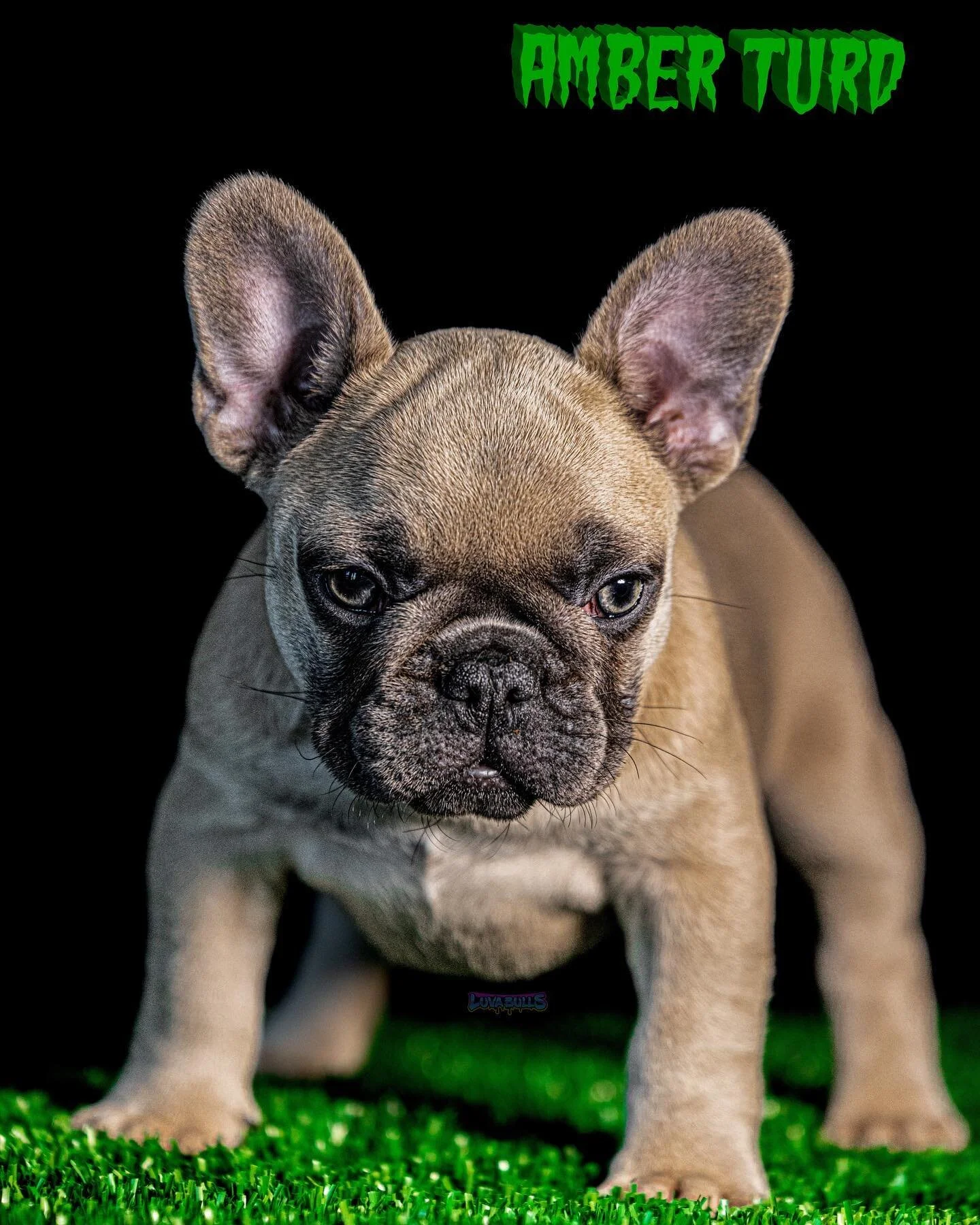 🦍10x XB🦍 🇭🇺2x Gustav🇭🇺 

🌱Seuss🌱 🧩Grinchie🧩

💙BlueFawn💙 🧬Ayat EmE kyky dd nn🧬

🧱Foundation Female🧱

📲Contact For Info📲 

👇🏼👇🏼👇🏼👇🏼👇🏼👇🏼👇🏼👇🏼

💙🦍 LuvaBulls.us 🦍💙

👆🏼👆🏼👆🏼👆🏼👆🏼👆🏼👆🏼👆🏼