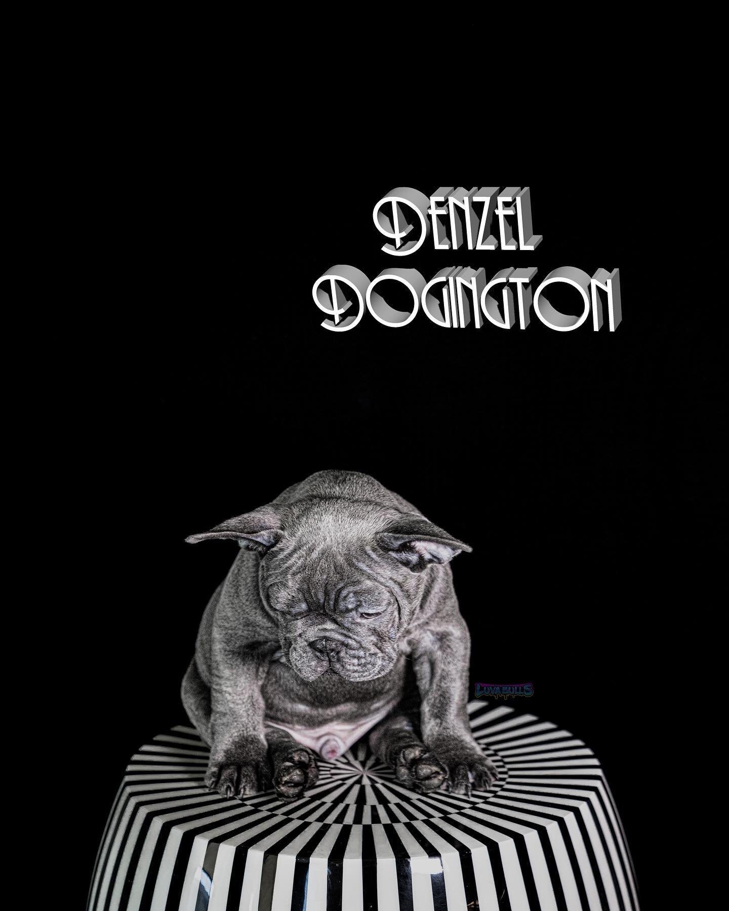 🦍This boy puts the ill in Gorilla 🦍

🪖Massive Head Piece 🪖

🍖 Crazy Bone 🍖

😡 Mean Mug 😡

😳 Wide Chest Spread 😳

🦍 Gorilla Hump 🦍

🫣 No Muzzle 🫣

⬇️ Low to the Ground ⬇️

🚗 Compact 🚗

🏃🏼&zwj;♂️Fully Functional 🏃🏼&zwj;♂️

🍫 Carrie