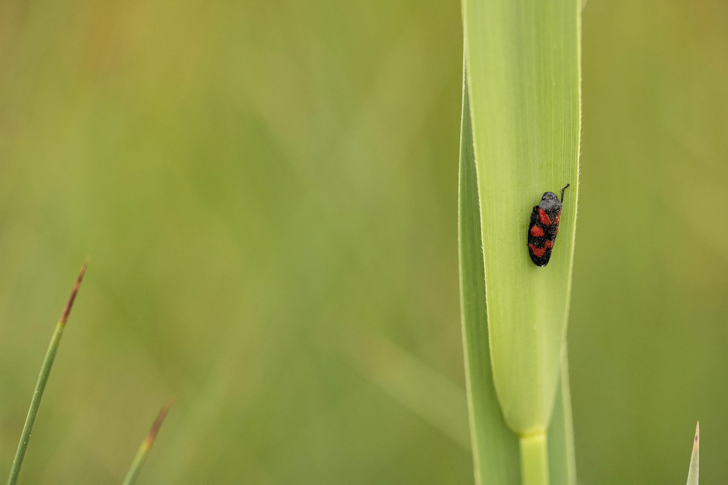 Nature Photography