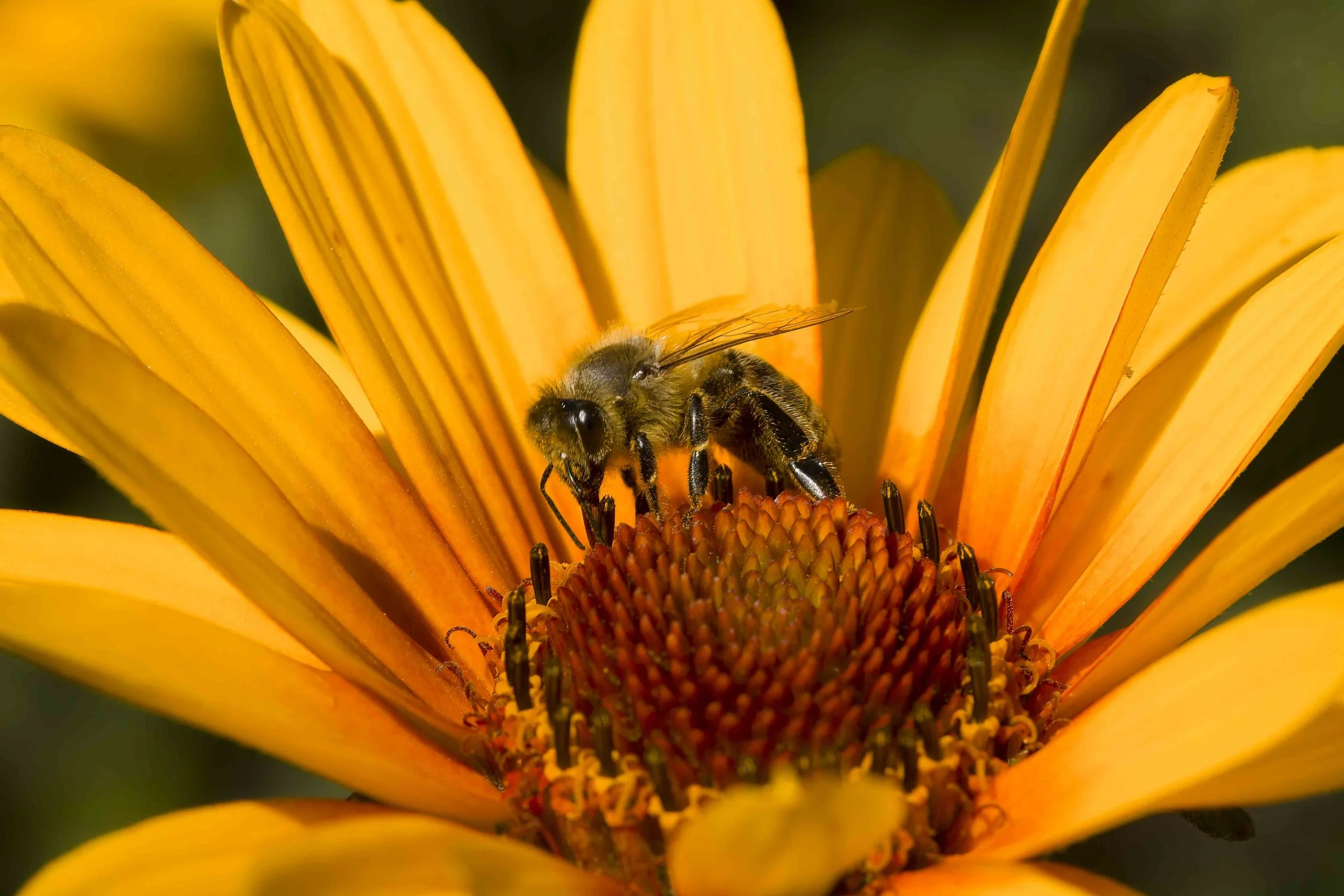 Nature Photography