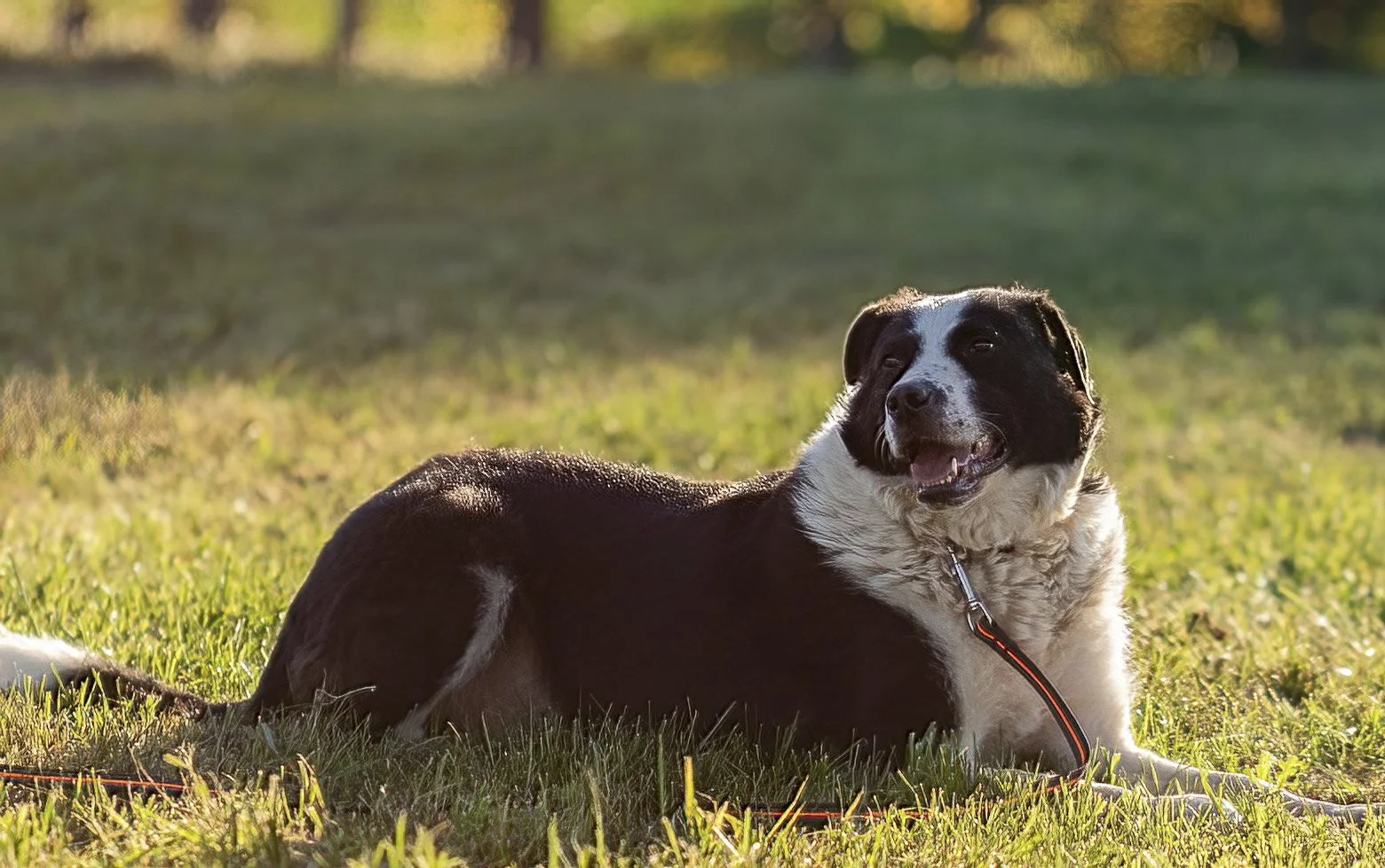 Animal Photography