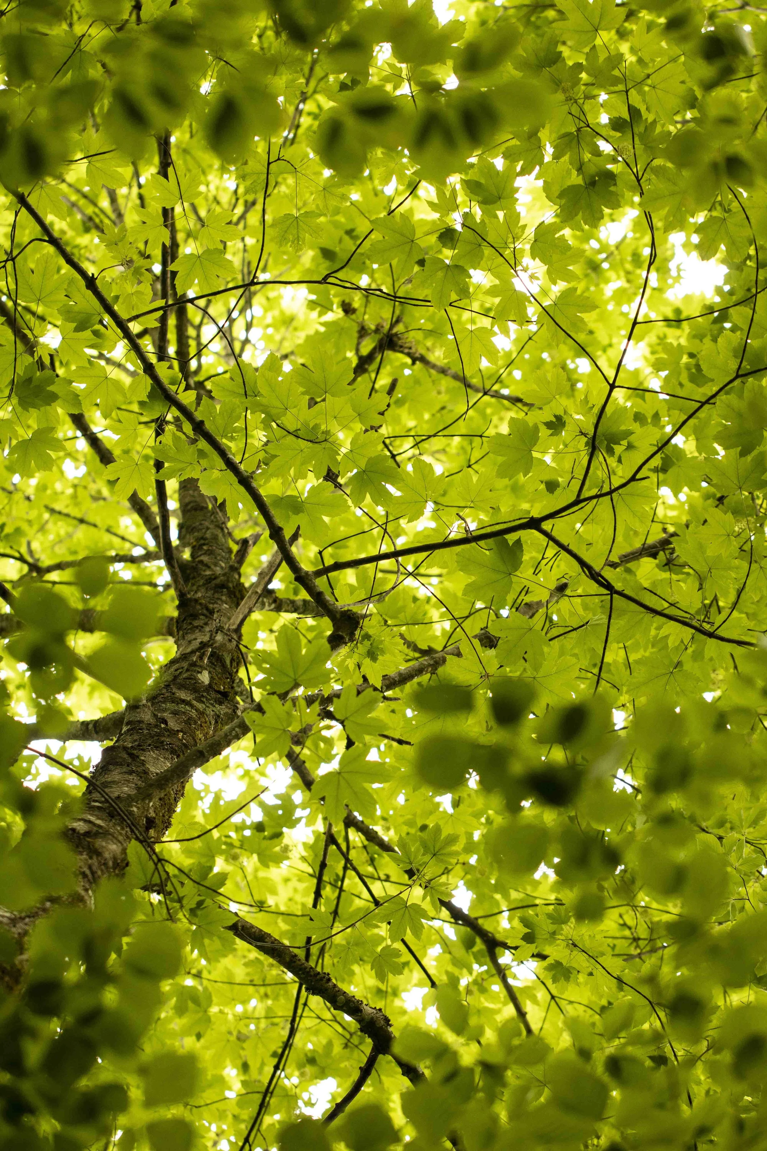 Nature Photography