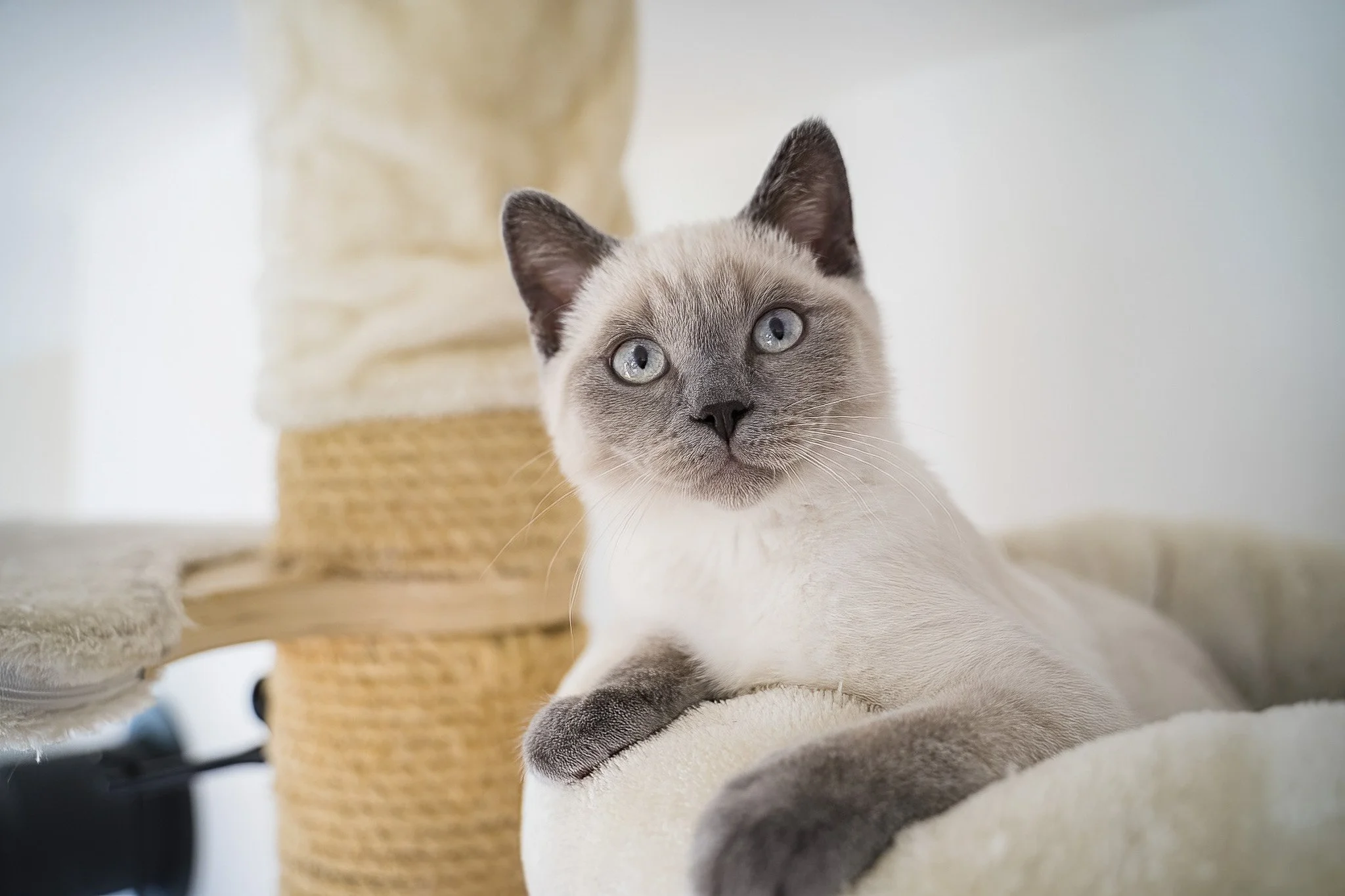 Animal Photography