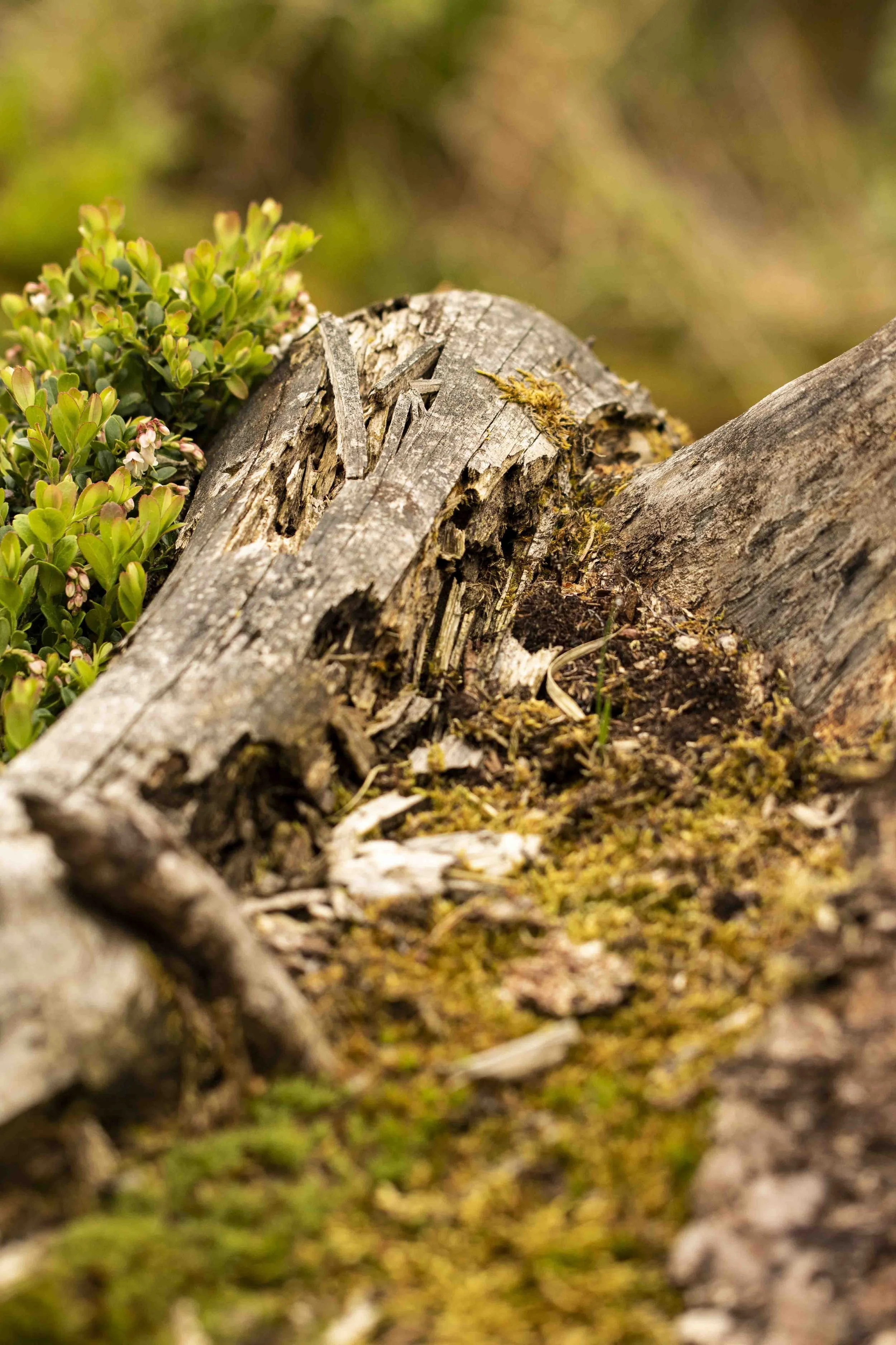 Nature Photography