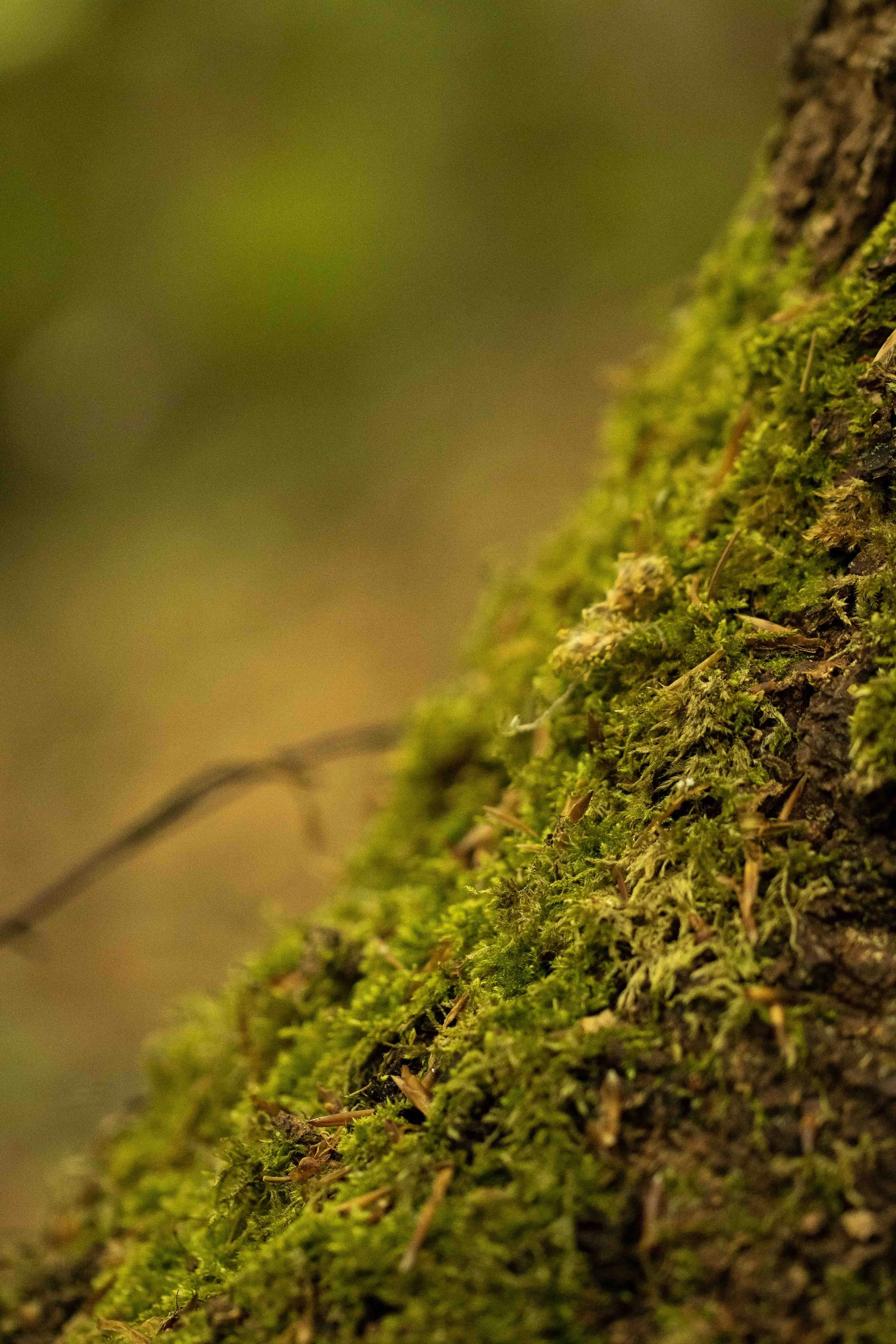 Nature Photography
