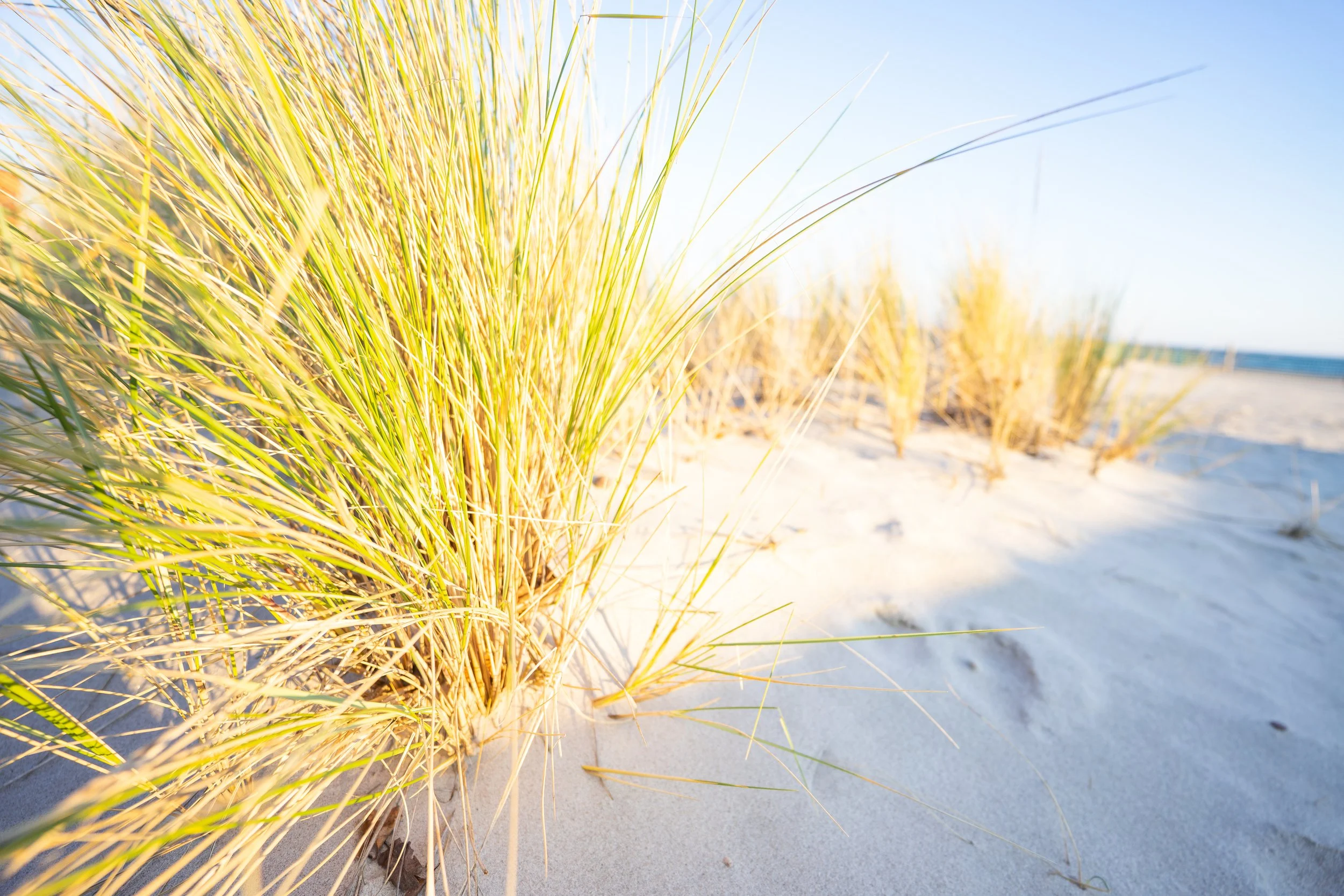 gras_strand.jpg